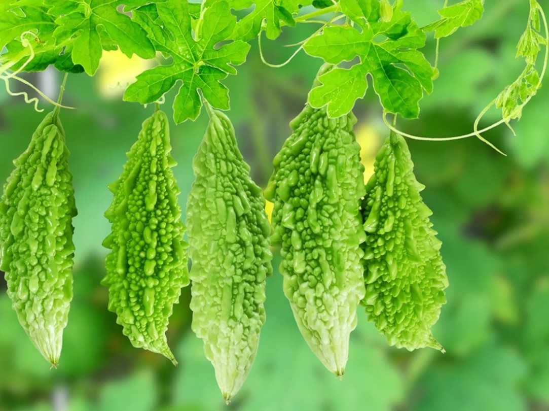 Bitter Gourd