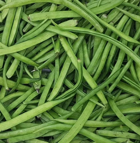 Cluster Beans